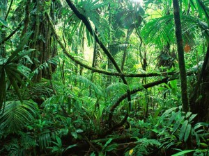 amazon-forest