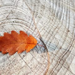 Considering the Autumn – an Elder Journey